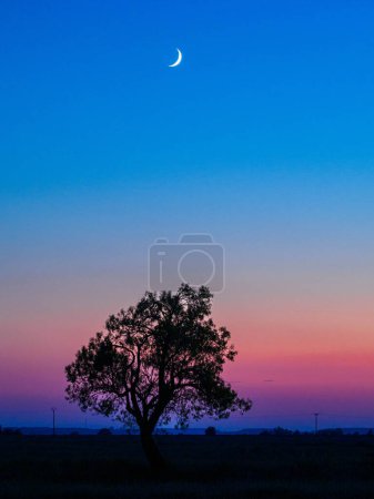 Sunset on a plain with a lonely tree and the moon. Backlight. Copy space.