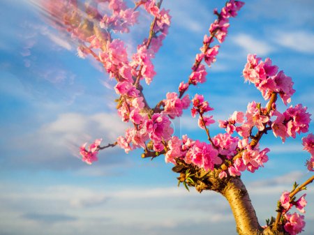 Abstract photo. Double exposure in peach trees in bloom in Aitona, Catalonia, Spain. Artistic photo.