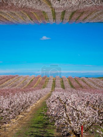 Abstract landscape of a peach tree field in spring. Double image of heaven and earth.