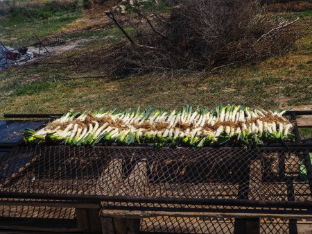 A row of "calsots", typical Catalan sweet onions, prepared for grilling on the barbecue in the countryside. They are served with sauce.