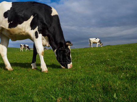 Vaca de pie pastando, ganado lechero blanco y negro, ganado Holstein, cielo azul y horizonte sobre la tierra en España.