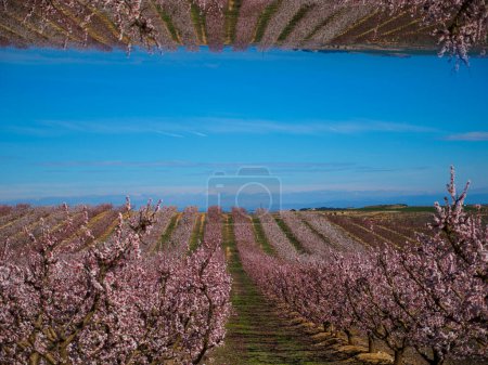Abstract landscape of a peach tree field in spring. Double image of heaven and earth.