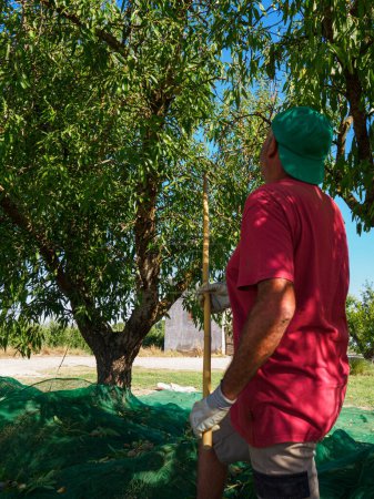 Mann erntet Mandeln in einem Netz während der Erntezeit in Katalonien, Spanien. Landwirtschaftskonzept.
