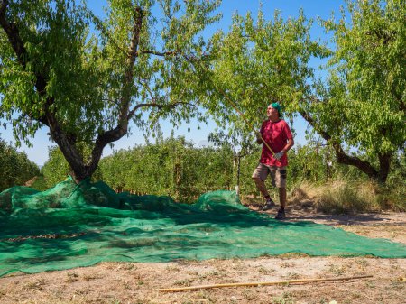 Mann erntet Mandeln in einem Netz während der Erntezeit in Katalonien, Spanien. Landwirtschaftskonzept.