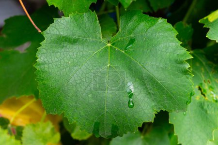 Big green grape leaf close-up.