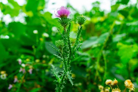 Photo for Purple thistle flowers on a green background. - Royalty Free Image