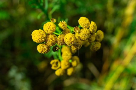 Foto de Flores amarillas de tansy de cerca. Tansy planta medicinal. - Imagen libre de derechos