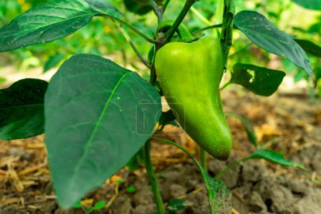 Green pepper ripens on a pepper bush.
