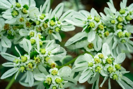 Photo for Beautiful Euphorbia marginata flowers close-up. - Royalty Free Image