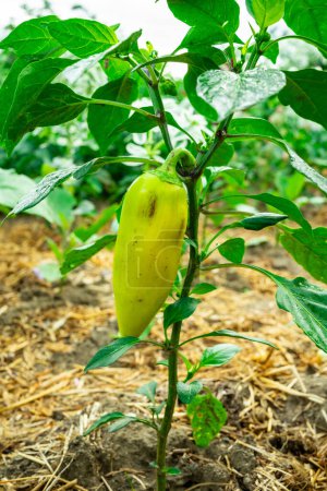 A small yellow pepper grows on a green bush.