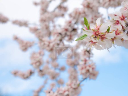 Téléchargez les photos : Vue macro de belles fleurs blanches d'amandier (Prunus Dulcis) sur les branches de l'arbre en plein printemps et un beau ciel bleu avec des nuages en arrière-plan - en image libre de droit