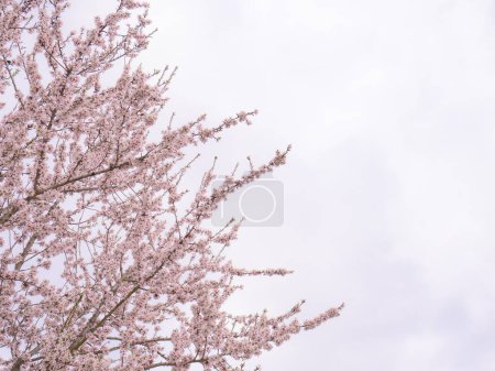Téléchargez les photos : Les branches d'un amandier (Prunus Dulcis) plein de belles fleurs poussant et dans leur splendeur maximale au printemps et un ciel nuageux en arrière-plan - en image libre de droit