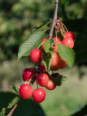 Des grappes de groseilles rouges sur les branches d'un groseille (Ribes rubrum) prêt à être cueilli, ils peuvent être consommés crus, leur saveur douce-amère les rend aptes à faire des confitures, smoothies et glaces