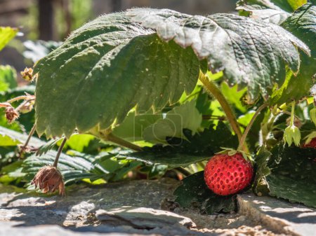 Foto de La última fresa de una planta de Fragaria vesca descansa bajo la sombra de una gran hoja verde - Imagen libre de derechos