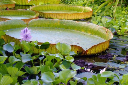 Großaufnahme großer flacher grüner Blätter der Seerose oder anderer exotischer tropischer Wasserpflanzen auf der Wasseroberfläche im botanischen Gartenteich. Ohne Menschen schöne Frühlingszeit natürlichen Hintergrund.
