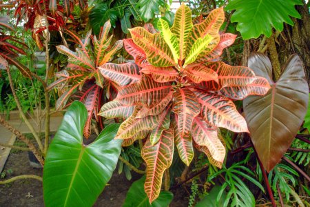 Ornamental houseplant Codiaeum Variegatum or Garden croton with colorful variegated red, orange and green leaves on indoor flowerbed in botanical greenhouse. With no people exotic natural background.