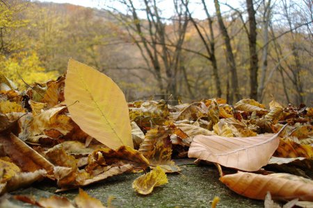 Closeup shot of single bright yellow fallen leaf among dry autumn foliage on ground in deciduous forest at sunny day. With no people beautiful autumnal season natural background.