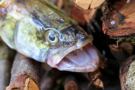 Téléchargez les photos : Zander et ses dents en détail, le poisson d'eau douce profonde, Sander lucioperca - en image libre de droit