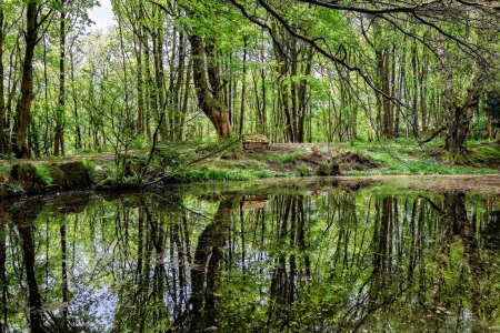 Photo for Calm Pond with tall thin trees with green foliage reflecting on it, Fishpond Wood, Bewerley, Pateley Bridge, Nidderdale, North Yorkshire, England, UK. - Royalty Free Image