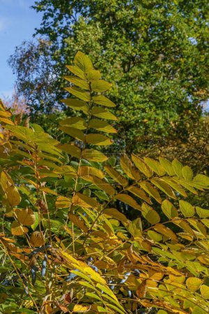 Photo for Stunning autumn sunlight illuminates the yellow, gold, and green broad leaves of the Japanese Angelica Tree. - Royalty Free Image