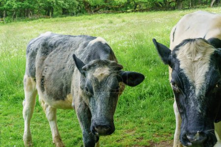 Téléchargez les photos : Des vaches en plâtre debout dans un pâturage de Nidderdale regardent dans la lentille de la caméra, créant une scène agricole captivante. - en image libre de droit
