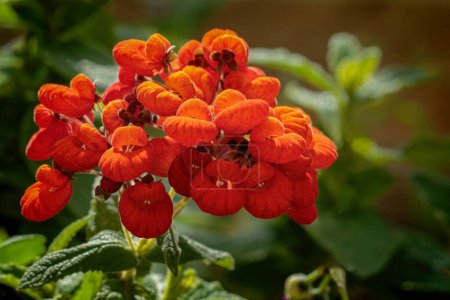 Téléchargez les photos : Calceolaria integrifolia se distingue par ses fleurs orange vif et la lumière douce fournie par les rayons du soleil. - en image libre de droit