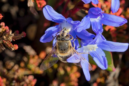 Gros plan d'une libellule recueillant du pollen d'une magnifique fleur de squill sibérienne bleue.
