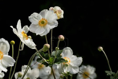 White Japanese anemones set against a dark backdrop with threads of yellow anthers and filaments.