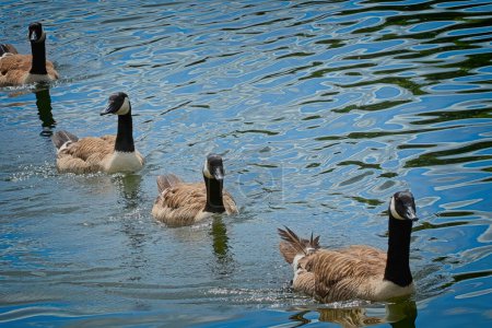 At Roundhay Park in Leeds, West Yorkshire, four Canada Geese with black beaks and white and brown feathers are swimming in a row.