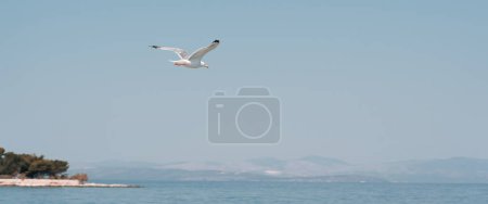 Photo for A lone seagull flies against a blue sky without clouds.Photo Formats - Royalty Free Image