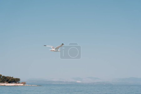Foto de A lone seagull flies against a blue sky without clouds.Photo Formats - Imagen libre de derechos
