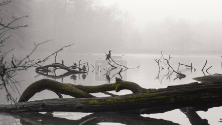 Foto de Foggy lake and birds sitting on branches - Imagen libre de derechos