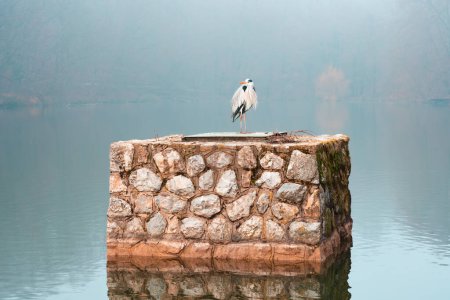 Foto de A gray heron stands on a stone wall in the middle of a misty lake. - Imagen libre de derechos