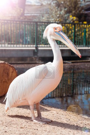 Foto de Portrait of a pink pelican standing by the water - Imagen libre de derechos
