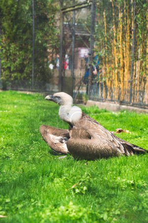 Foto de Vulture at the Dresden Zoo - Imagen libre de derechos