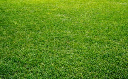 Glattes grünes Gras, gepflegter Rasen an einem sonnigen Tag. Natürlicher Hintergrund des gelb-grünen Grases in der Sonne. Stadionrasen. Gartenhintergrund von oben, helles Rasenkonzept, Rasen für Sportplatz