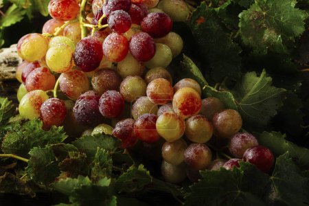 Téléchargez les photos : Gros bouquet de raisins rouges et verts avec des feuilles - en image libre de droit