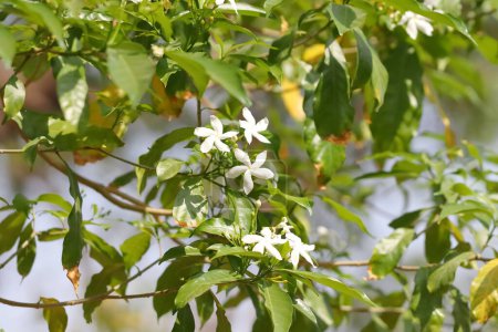 Foto de Close-up photo of White flowers bloom on Jasmine plant - Imagen libre de derechos