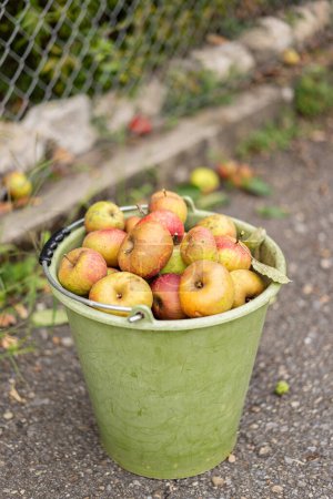 Téléchargez les photos : Seau vert rempli de grosse pomme Boskoop sur asphalte. - en image libre de droit