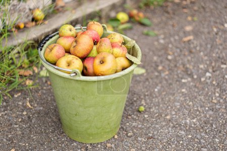 Téléchargez les photos : Seau vert rempli de grosse pomme Boskoop sur asphalte. - en image libre de droit