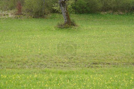 Grüne Wiese voller gelber Kuhglocken am Waldrand im Frühling.