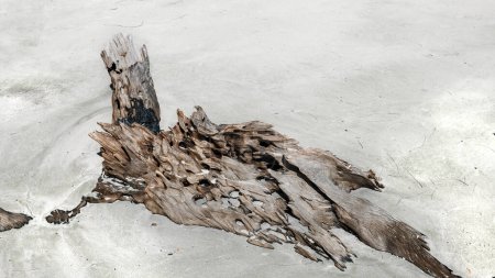 Old driftwood by the beach.
