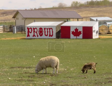 Téléchargez les photos : Okotoks, Alberta, Canada. Le 7 mai 2023. Un couple de moutons mangeant de l'herbe avec un signe qui dit fier et un drapeau du Canada. Concept : Politique conservatrice rurale de l'Alberta. - en image libre de droit