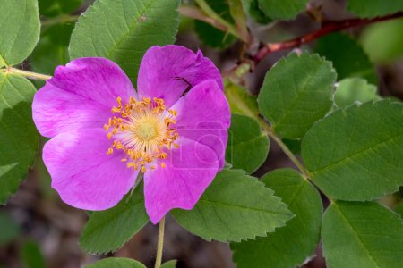 Téléchargez les photos : Un gros plan sur une Rosa nutkana ou une rose sauvage qui est un arbuste vivace dans la famille des roses. - en image libre de droit