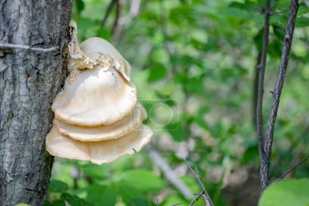 Photo for A Pleurotus ostreatus or the oyster a common edible mushroom on a tree. It is one of the more commonly sought wild mushrooms. - Royalty Free Image