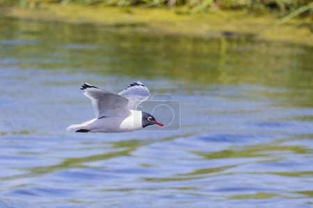 Side view of a Franklin's gull or Leucophaeus pipixcan, a small gull flying on a lake