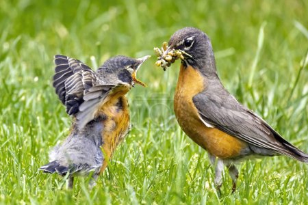 Photo for An American robin about to feed its chick young bird on green grass during spring in Canada Alberta, Calgary. - Royalty Free Image