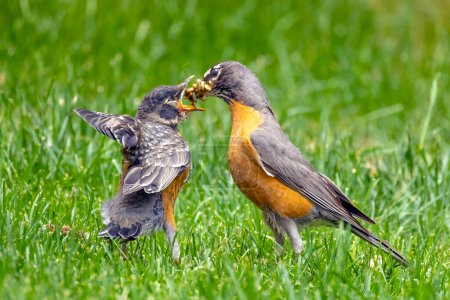 Photo for An American robin feeding its chick young bird on green grass. - Royalty Free Image