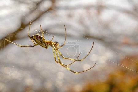 Téléchargez les photos : Une Trichonephila clavata ou une araignée Joro. Un membre du genre Trichonephila. L'araignée peut être trouvée dans tout le Japon - en image libre de droit