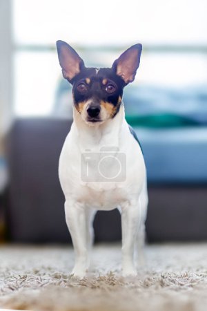 In a residential environment, a robust and mature toy fox terrier stands confidently on a carpeted surface within the living space.